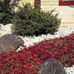   Spurium Dragons Blood   8 Plants   Stonecrop Patio, Lawn & Garden