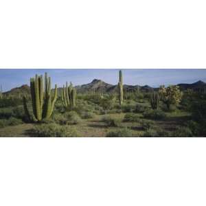 Organ Pipe Cactus on a Landscape, Organ Pipe Cactus National Monument 