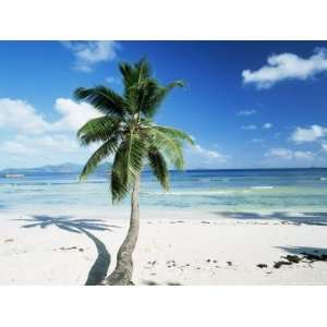  Leaning Palm Tree and Beach, Anse Severe, La Digue Island 