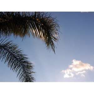  Palm Tree Fronds, Ventura, California Premium Photographic 