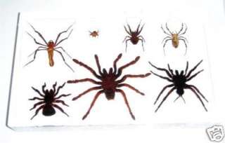 Insect Collection Set   7 Spiders Specimen (in Lucite)  