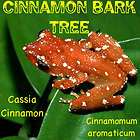 10 Cassia CINNAMON Tree LIVE SPICE TREE 10 SEEDLINGS 9b