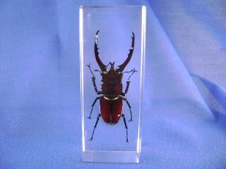 Beetle in Desktop Resin Display 4.3x1.7   TSO403  