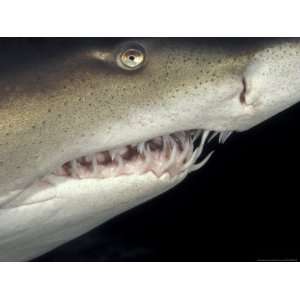  Underwater View of a Sand Tiger Shark, South Africa 