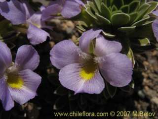Viola cotyledon. 35 fresh seeds V.Hardy  